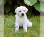 Image preview for Ad Listing. Nickname: Marshall