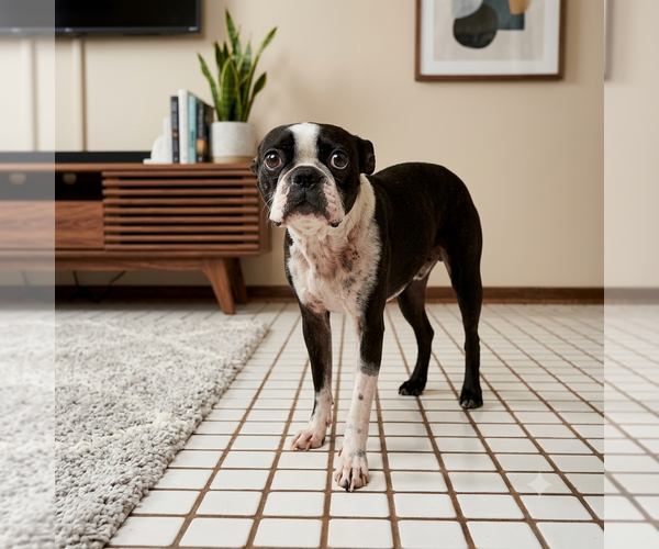 Medium Photo #1 Boston Terrier-Unknown Mix Puppy For Sale in Vail, AZ, USA