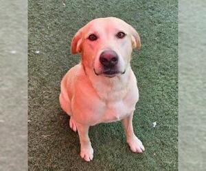 Labrador Retriever-Unknown Mix Dogs for adoption in Rockwall, TX, USA