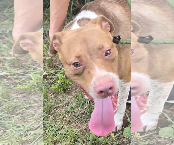 Medium Photo #3 American Staffordshire Terrier-Unknown Mix Puppy For Sale in Jackson, MS, USA