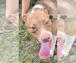Small #2 American Staffordshire Terrier Mix
