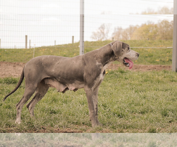 Medium Photo #1 Great Dane Puppy For Sale in SYRACUSE, IN, USA