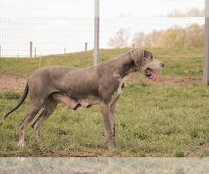 Mother of the Great Dane puppies born on 04/18/2023