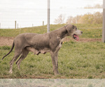 Small Photo #1 Great Dane Puppy For Sale in SYRACUSE, IN, USA