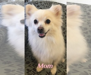 Mother of the Pomeranian puppies born on 04/14/2022