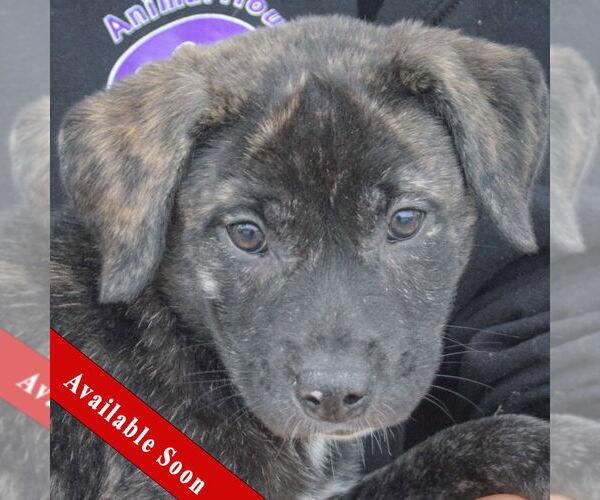 Medium Photo #1 Catahoula Leopard Dog-Labrador Retriever Mix Puppy For Sale in Huntley, IL, USA