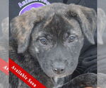 Small Catahoula Leopard Dog-Labrador Retriever Mix