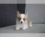 Small Photo #2 Pembroke Welsh Corgi Puppy For Sale in LOS ANGELES, CA, USA