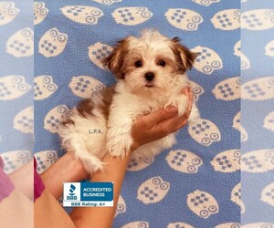 Morkie Puppy for sale in WINNSBORO, LA, USA