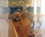 Small #2 American Pit Bull Terrier