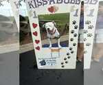 Small #14 American Pit Bull Terrier Mix