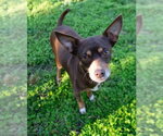 Small Chihuahua Mix