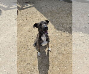 Plott Hound-Unknown Mix Dogs for adoption in Maquoketa, IA, USA