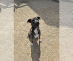 Small Plott Hound Mix