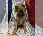 Puppy Mr Brown Great Dane