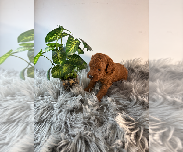 Medium Photo #2 Poodle (Toy) Puppy For Sale in RANCHO CUCAMONGA, CA, USA