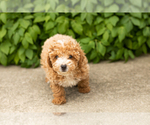 Small #4 Poodle (Miniature)