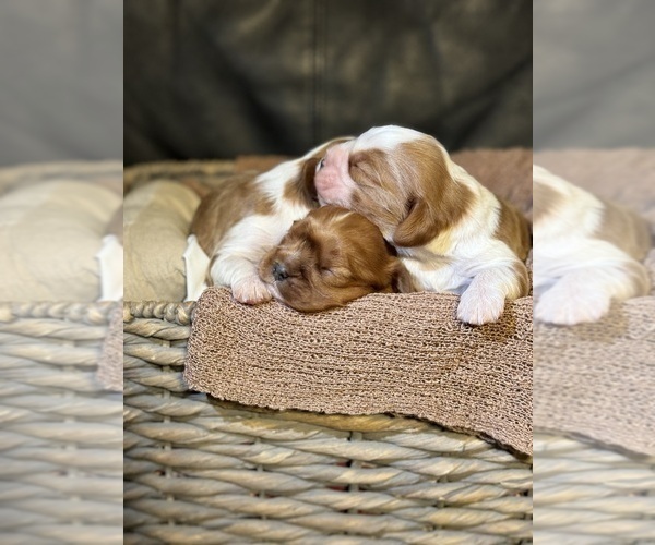 Medium Photo #7 Cavalier King Charles Spaniel Puppy For Sale in ALBUQUERQUE, NM, USA