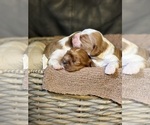 Small Photo #7 Cavalier King Charles Spaniel Puppy For Sale in ALBUQUERQUE, NM, USA