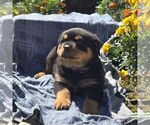 Neva - Female Rottweiler Puppy for Sale - Photo #4