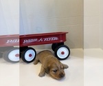 Small #4 Dachshund