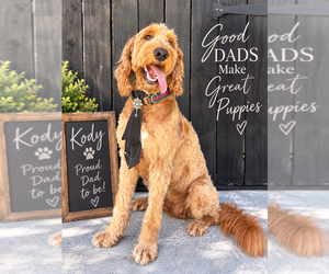 Father of the Double Doodle puppies born on 09/09/2026