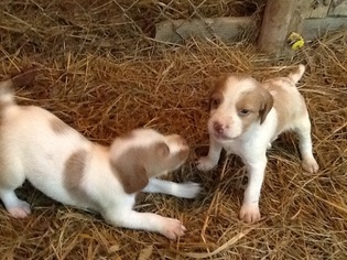 Brittany Puppy for sale in NATHALIE, VA, USA