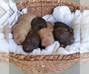 View Ad Labradoodle Litter Of Puppies For Sale Near California Fresno Usa Adn 220994