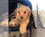 Small Photo #4 Aussiedoodle Miniature  Puppy For Sale in OTTAWA, OH, USA