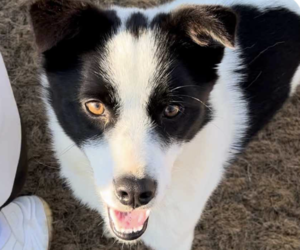 Border Collie-Unknown Mix Dogs for adoption in San Ramon, CA, USA