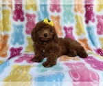 Small #3 YorkiePoo