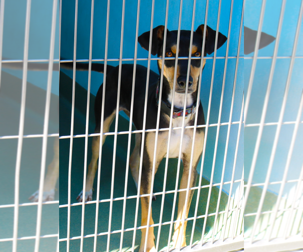 Medium Photo #1 Mutt Puppy For Sale in Pasadena, CA, USA