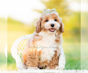 Medium Poodle (Miniature)
