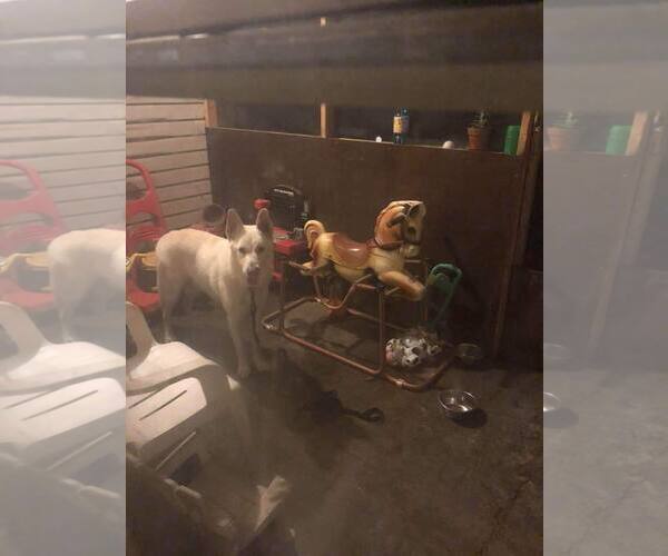 Medium Photo #21 German Shepherd Dog Puppy For Sale in Lewistown, PA, USA