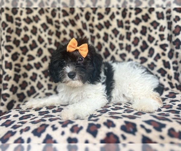 Medium Photo #4 Cavapoo Puppy For Sale in LAKELAND, FL, USA