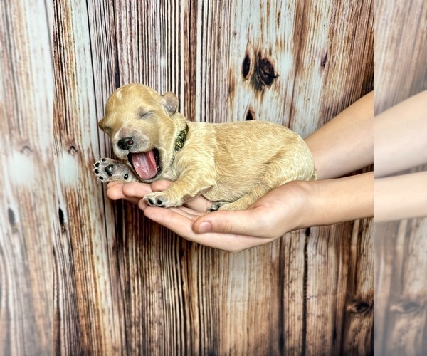 Medium Photo #37 Goldendoodle (Miniature) Puppy For Sale in HALTOM CITY, TX, USA