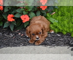 Small #2 Cavalier King Charles Spaniel