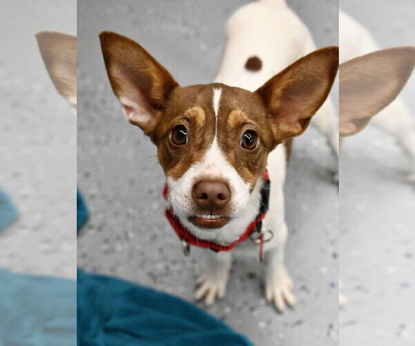 Medium Photo #1 Rat Terrier-Unknown Mix Puppy For Sale in Wakefield, RI, USA