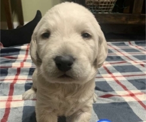 Goldendoodle Puppy for sale in CARTERSVILLE, GA, USA