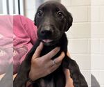 Small Labrador Retriever Mix