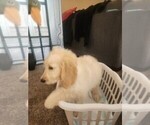 Small #1 Goldendoodle