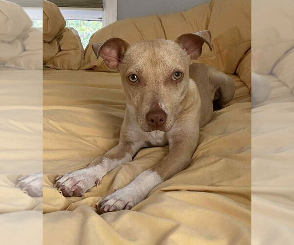 Medium Photo #36 Mutt Puppy For Sale in New York, NY, USA