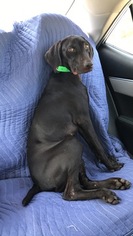German Shorthaired Pointer Puppy for sale in COLUMBUS, GA, USA