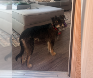 Bogie - Male Border Terrier-Unknown Mix Dog for Adoption - Photo #2