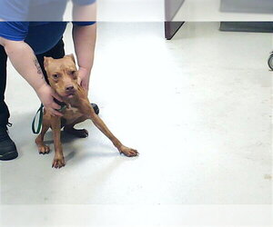 Mutt Dogs for adoption in Fayetteville, NC, USA