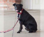 Small #11 Carolina Dog-Labrador Retriever Mix