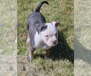 American Bully Puppy for Sale in SPANISH LAKE, Missouri USA