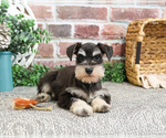 Small #2 Schnauzer (Miniature)