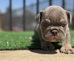 Small #3 English Bulldog