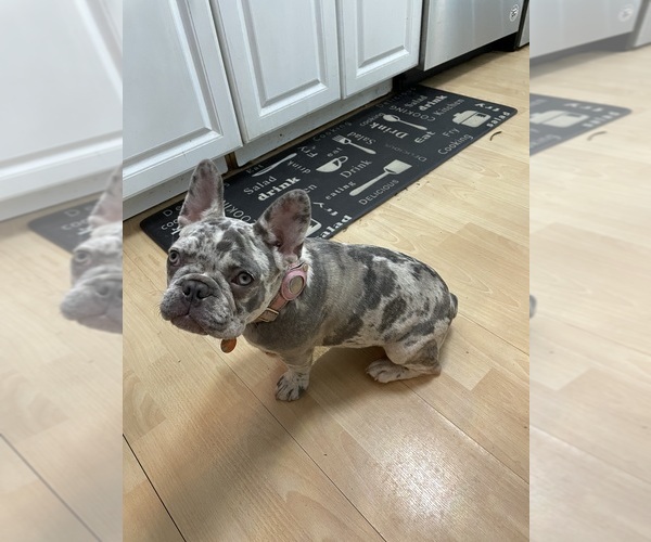 Medium Photo #1 French Bulldog Puppy For Sale in PGH, PA, USA